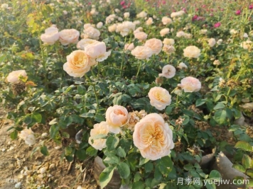 月季新葉卷曲枯萎的原因是什么？