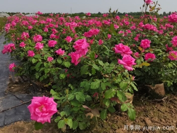 月季花適合在什么環(huán)境下生長？