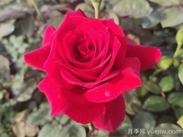 月季花有什么顏色？花色總結(jié)