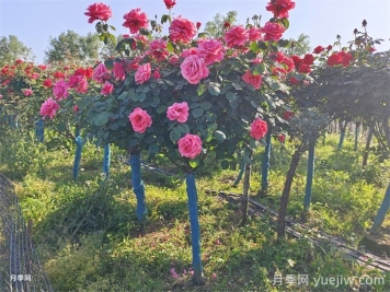 購買5公分樹狀月季時，如何判斷其品質(zhì)的好壞？