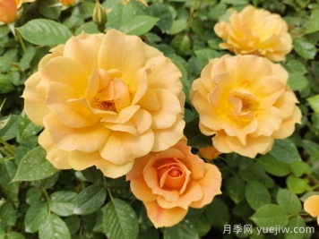 黃月季哪個品種最好養(yǎng)勤花？