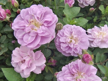 月季花種子幾月播種最好？