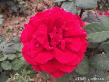 茶花女月季與梅朗口紅月季的區(qū)別是什么？
