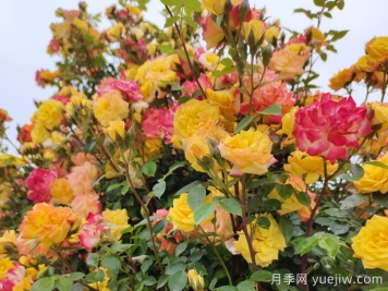 藤彩虹月季和微彩虹月季的區(qū)別？