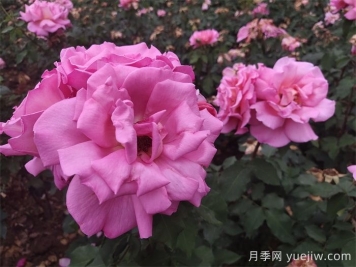 月季用藥指南，讓月季遠(yuǎn)離病蟲害