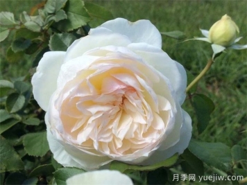 波萊羅月季的優(yōu)缺點是什么？