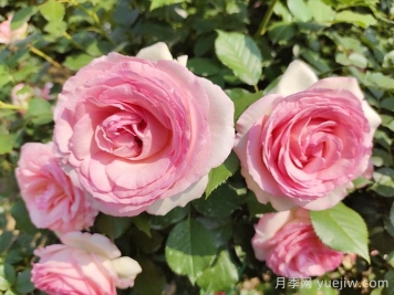 想體驗(yàn)坐擁花海，6款藤本月季助你春花無憂