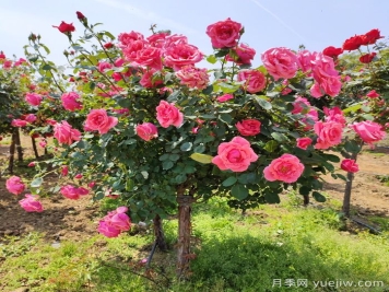 樹(shù)狀大花月季哪里有賣(mài)?