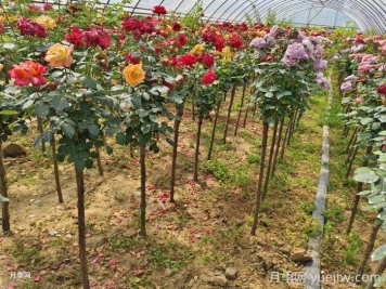 樹(shù)狀月季哪個(gè)品種比較好？