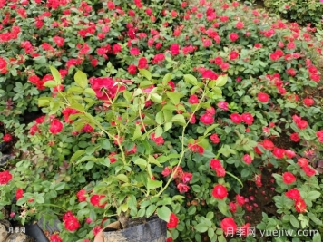 教你如何養(yǎng)好月季花？