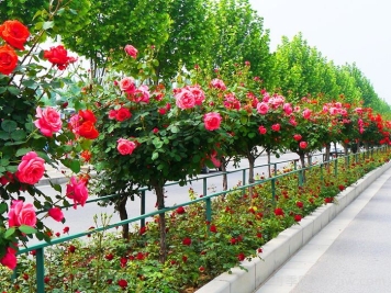 為什么城市建設(shè)鐘愛(ài)月季大道？