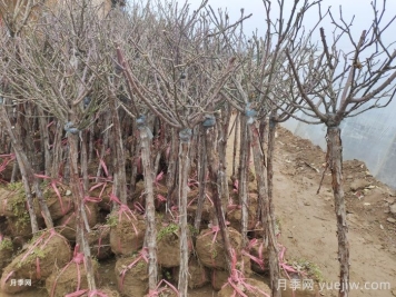 樹(shù)狀月季花能耐零下多少度低溫？
