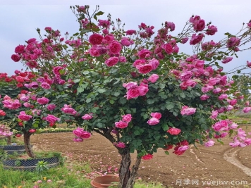 樹(shù)狀月季是喬木還是灌木？