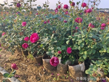 剛移栽的月季怎么澆水？