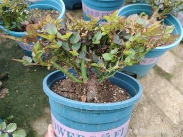  月季植株如何進(jìn)行矮化？