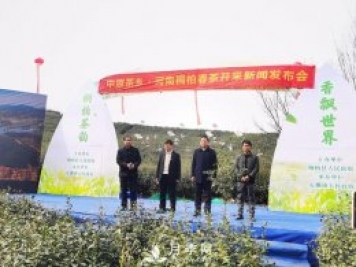 南陽(yáng)桐柏：淮河源頭產(chǎn)好茶 生態(tài)茶園美如畫(huà)