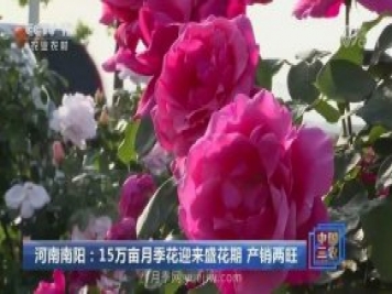 河南南陽(yáng)：15萬(wàn)畝月季花迎來(lái)盛花期 產(chǎn)銷兩旺