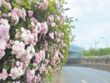 8萬(wàn)多株月季進(jìn)入盛花期，月季成為杭州富陽(yáng)城市綠化點(diǎn)睛之筆