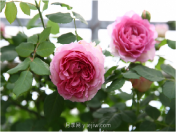 萊州月季花開上?；ú?百花斗妍崇明島