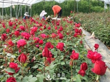 老棵月季苗批發(fā)價格多少？多年生月季苗成活率高？