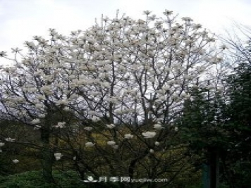 南陽玉蘭三姐妹：中土原生白玉蘭與紫玉蘭，北美舶來洋玉蘭