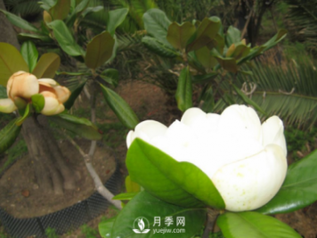廣玉蘭遭遇病蟲(chóng)害怎么辦？南陽(yáng)玉蘭養(yǎng)護(hù)知識(shí)