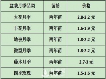 2021年春季盆栽月季市場報價 盆花月季多少錢一棵？