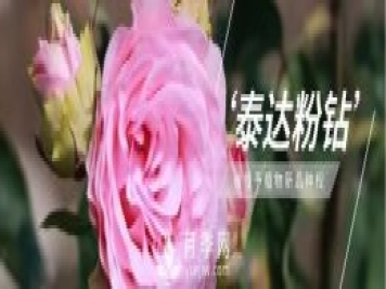 天津泰達(dá)集團(tuán)4個耐鹽堿月季新品種獲國家林草局授權(quán)