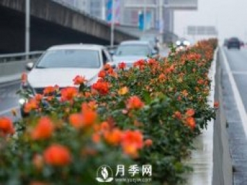 月季花期可調(diào)控，看武漢10月中旬月季花艷麗開放