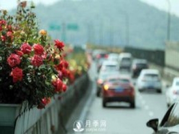 連日陰雨，杭州高架花廊的月季能如期盛開嗎？4月中旬盛開