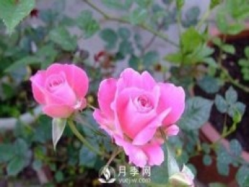 1種酸泡2小時(shí)，月季扦插生根快，白根長(zhǎng)10厘米，生根13條