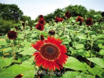 2021年鄭州植物園向日葵花展，6萬余株葵花向陽而開