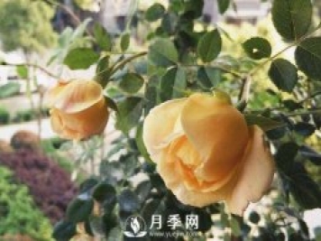 黃金慶典，艾莎，陽臺黨必入月季品種，大美花型和香味