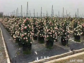 月季冬季無(wú)根嫁接扦插育苗技術(shù)