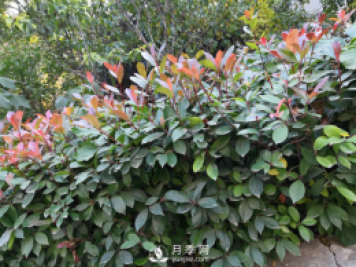 紅葉石楠養(yǎng)護，防治病蟲害是關鍵