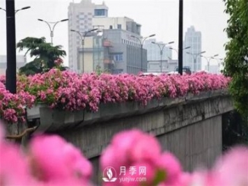 100余萬株月季引進(jìn)，2020年太原市將變身玫瑰之都