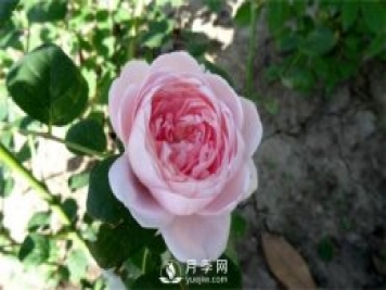 月季網(wǎng)告訴你環(huán)剝法扦插歐月如何操作？