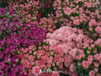中國6大花市，全國花卉批發(fā)市場介紹