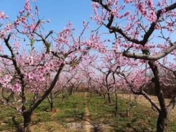 各地賞花經(jīng)濟興起，這些月季苗木又火了一把