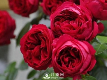 藤本月季龍沙寶石，非常受花友歡迎！