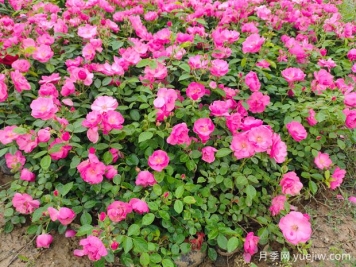 月季花如何栽培管理效果好？
