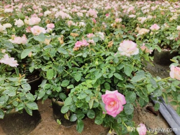 陽(yáng)臺(tái)種月季為什么有紅蜘蛛