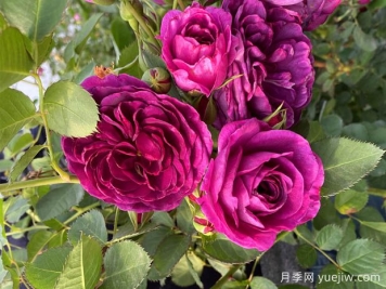 30個(gè)花卉基本知識點(diǎn)