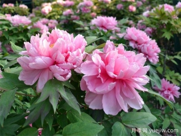 牡丹與芍藥如此相似，有何區(qū)別