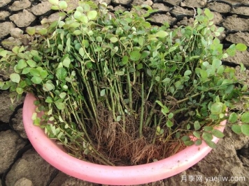 月季花扦插小竅門：教你如何輕松培育出茂盛的花朵！