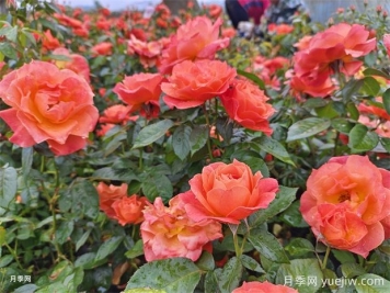 月季花病蟲害防治該用什么藥？掌握這3點