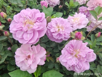 適合陽臺的藍色陰雨小型藤本月季，陽臺變花墻