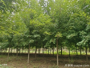 紅楓樹移栽注意事項(xiàng)，紅楓樹移最佳時(shí)間