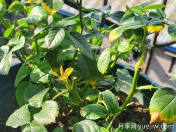 月季水害與肥害區(qū)分？常見月季黃葉原因