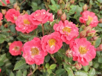 微型月季花（鉆石月季）怎么養(yǎng)？